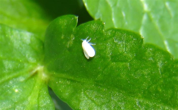 Aleyrodidae ID